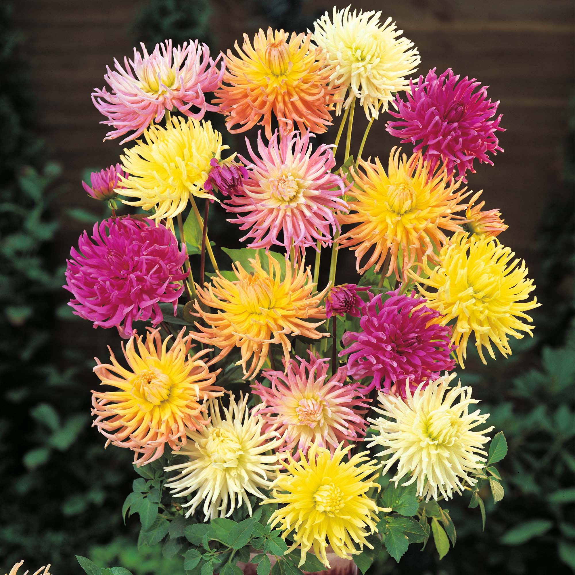 Dahlia Variabilis